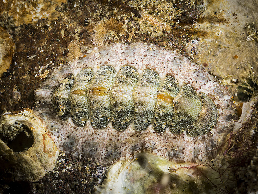 Chiton  09
